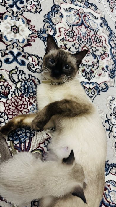 Сиамские котята маленькие