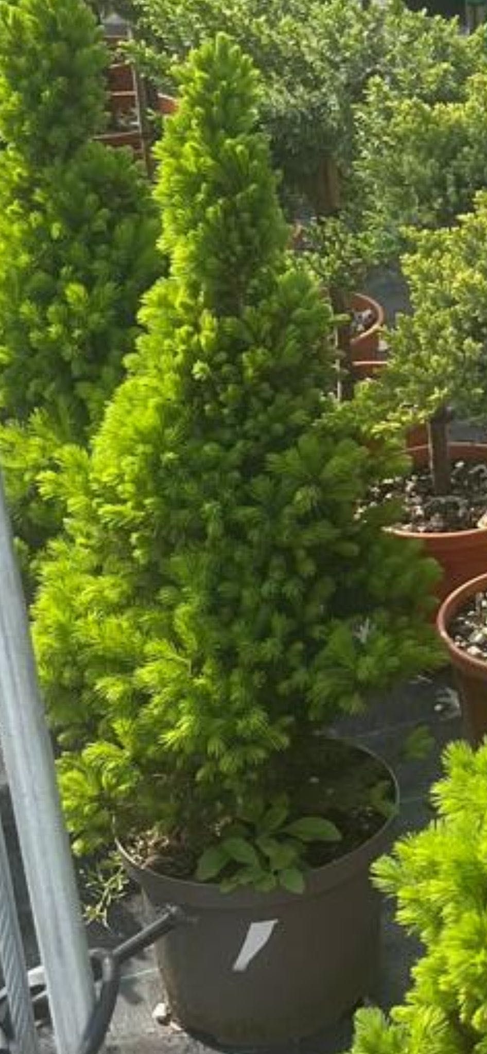 Vand plante si flori productie proprie