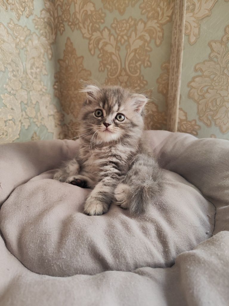 Продаются котята