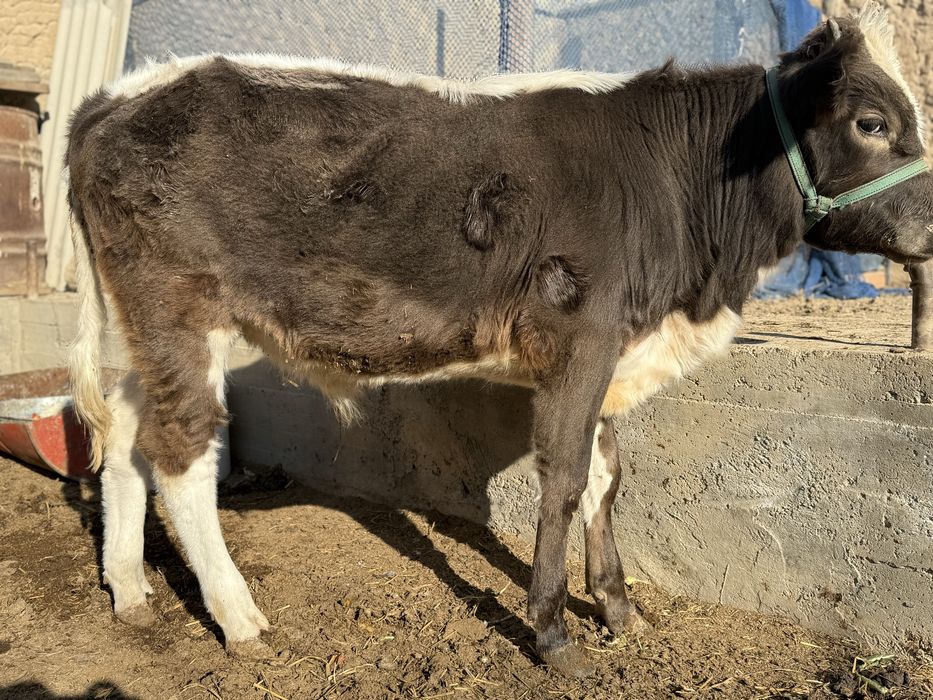 1 жасар бука сатылады