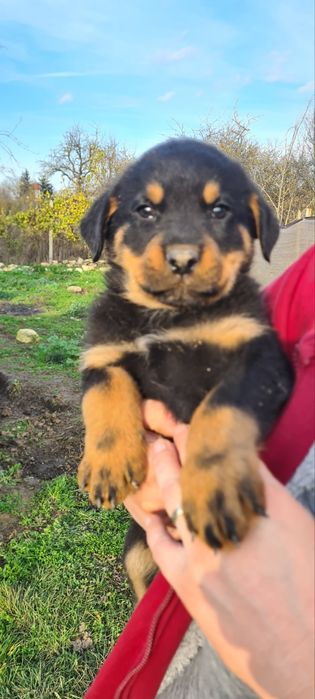 Продавам Родвайлерчета