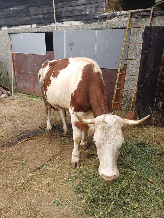 Vaca de vânzare, bălțată românească