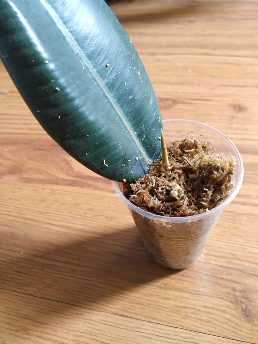 Продам фикус детеныш