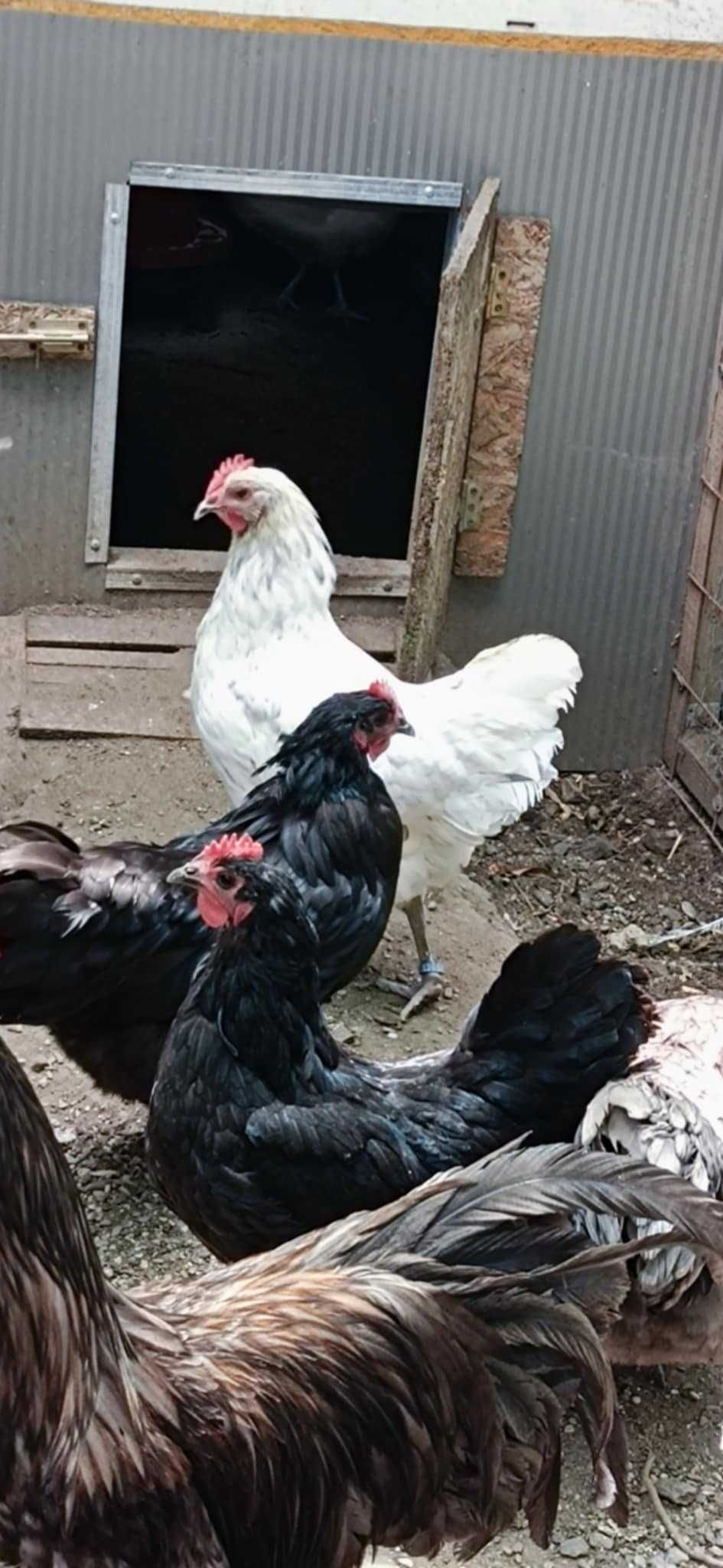 Matca AUSTRALORP 2024 pentru ferma ta