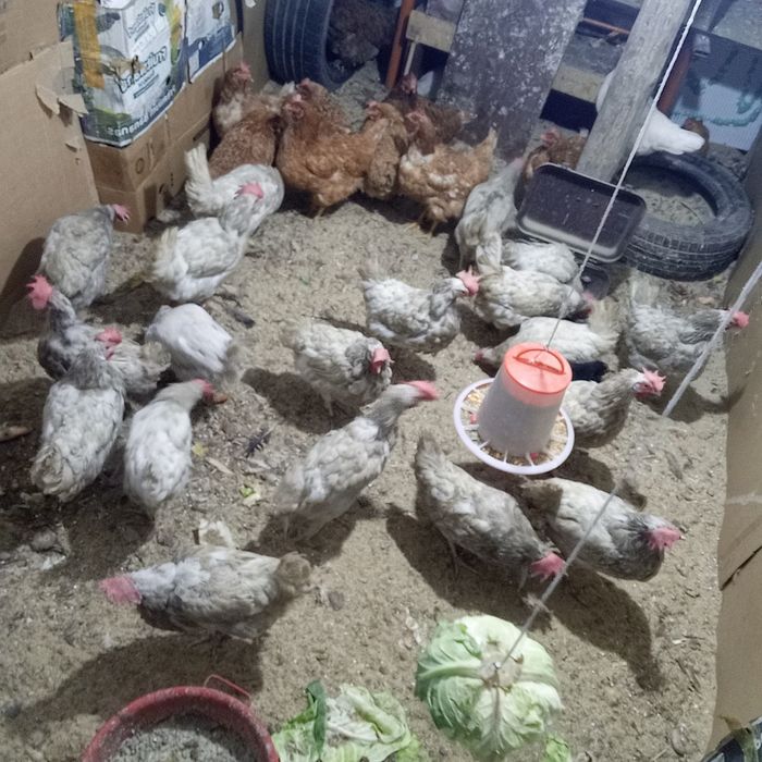 Нешучка Ломан брауын сатылады