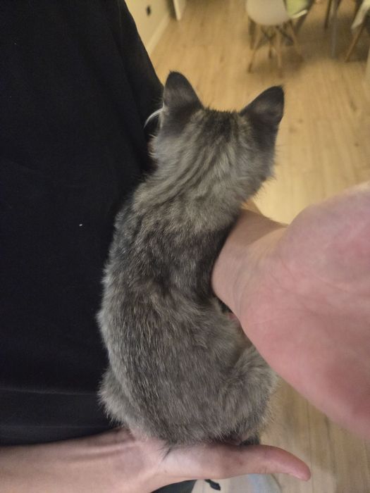 Котёнок, примерно 3 месяца.