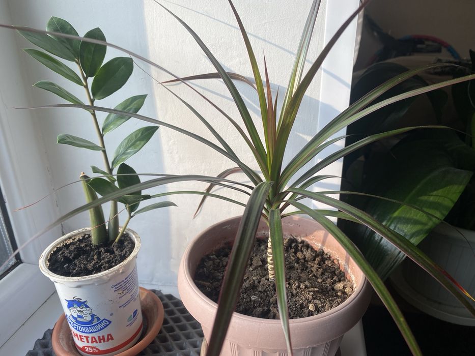 Замиокулькас и Драцена