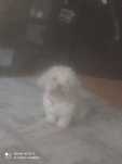 Donez caine femela bichon bolognese.
