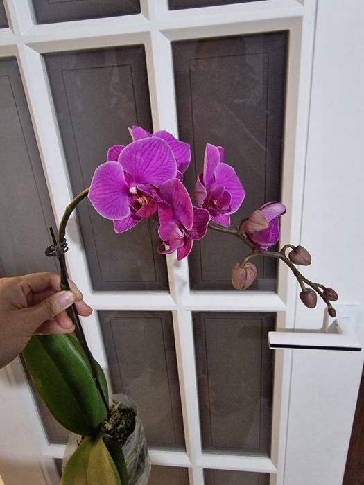 Орхидеи высота около 80-90см