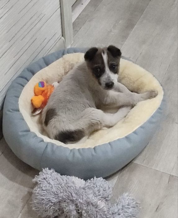 Малыщка ищет дом