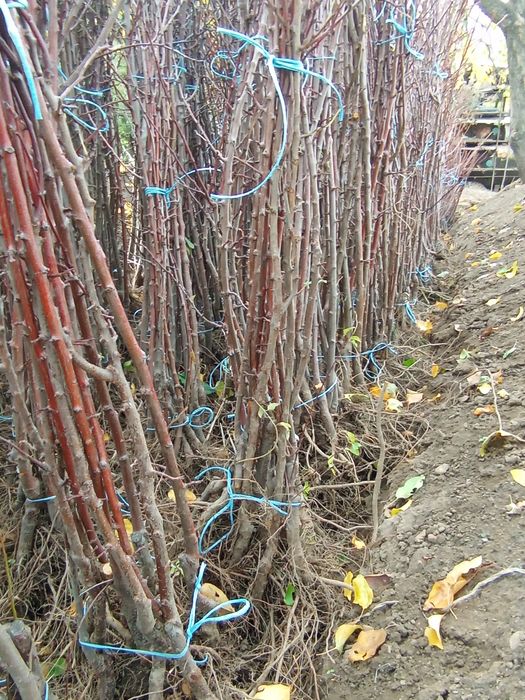 Овошни дървета цена 7лв на дребно