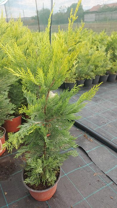 Leylandii / Laur Englezesc / Photinia R. Robin / Gold Rider / Gard viu