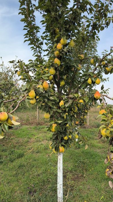 Pomi fructiferi altoiti