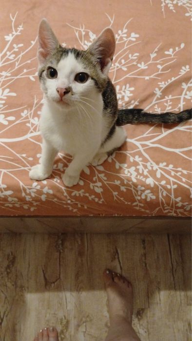 pisici adoptie 1-6luni