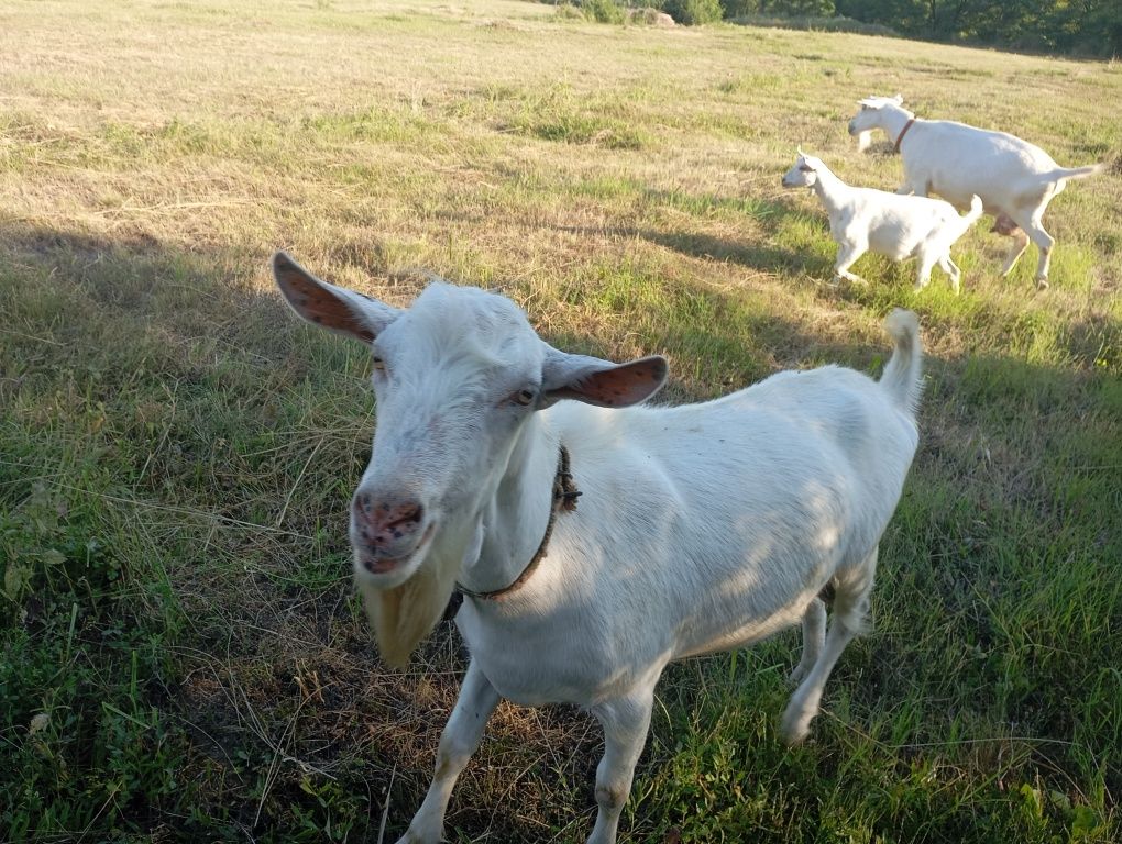 Vând țap Saanen.