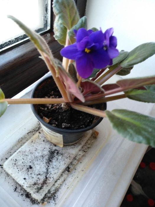 Flori Violete ( inflorite )