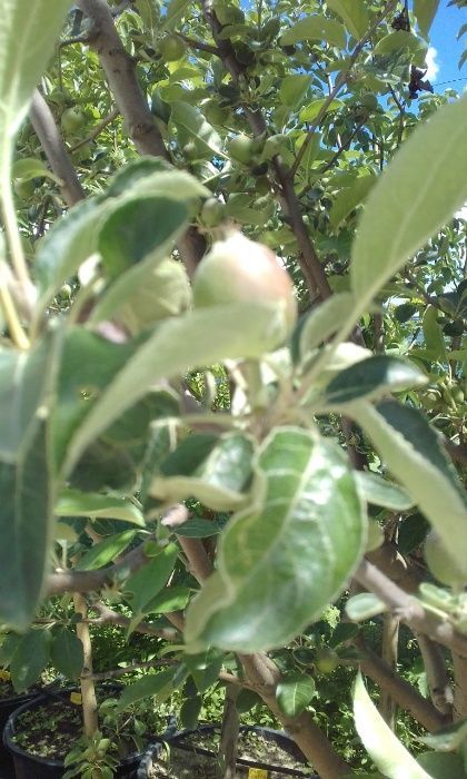 Pomi fructiferi mari 4-7 Ani la container