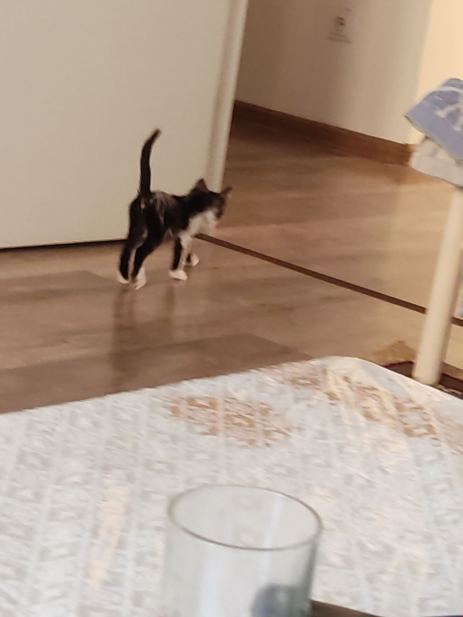 Котёнок девочка бесплатно