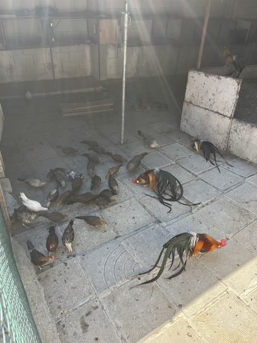 Разплодни яйца от японски феникс
