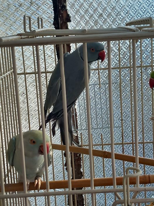 Vand papagali micul alexandru