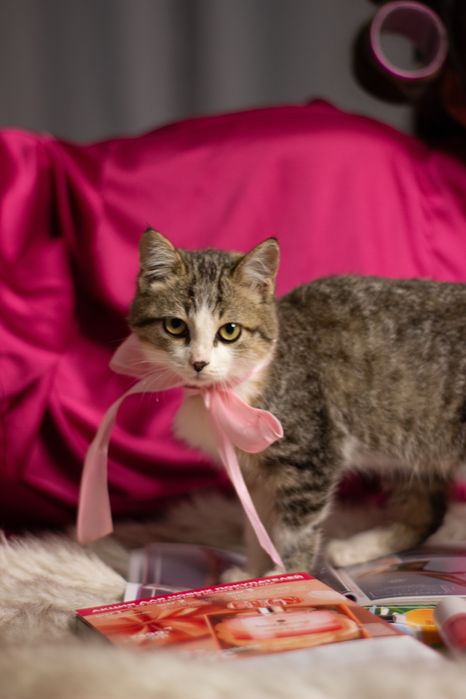 Котенок девочка в хорошие руки