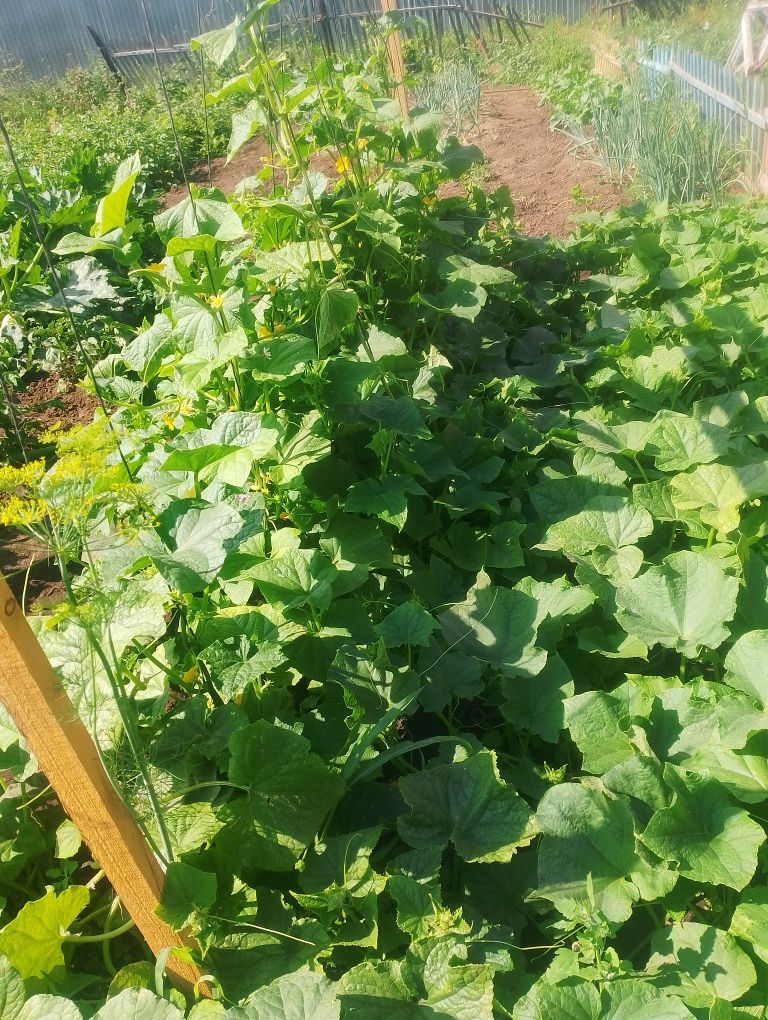 Продам картошку домашнюю.