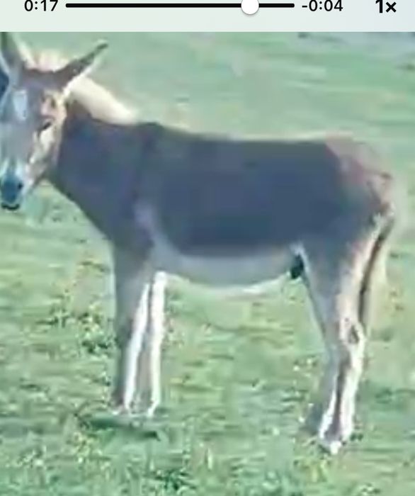 Vand 5 magarite cu lapte si magarus