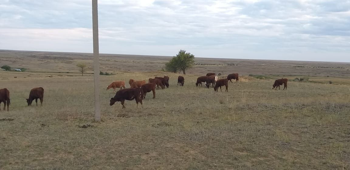 Продам телят (баспак) срочно бычки телочки.