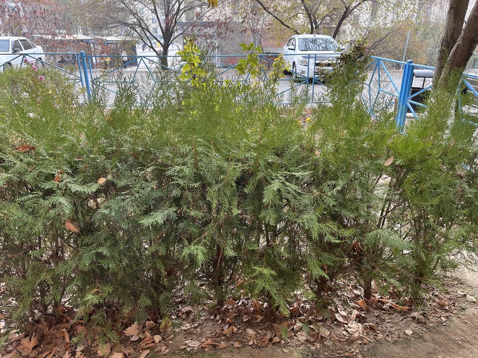 Туя 30 шт есіктің алдында өсіп тұр
