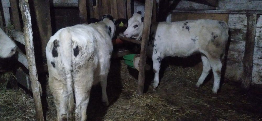 Vițele belgă de Vînzare