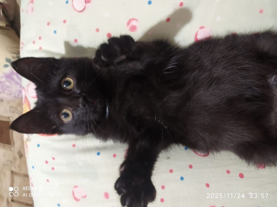 отдам котят в добрые руки