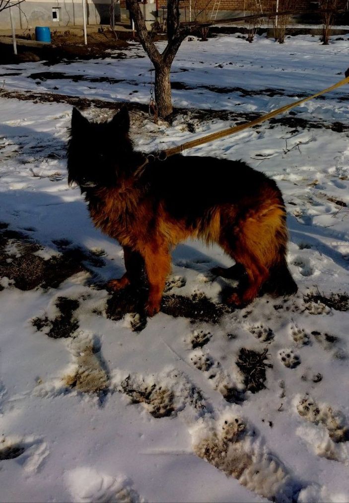 Nemetskiy ovcharka