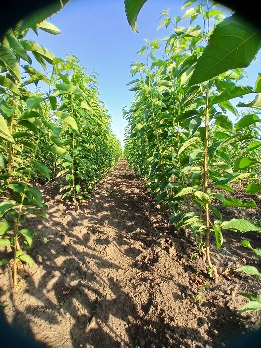 Pomi Altoiti certificati