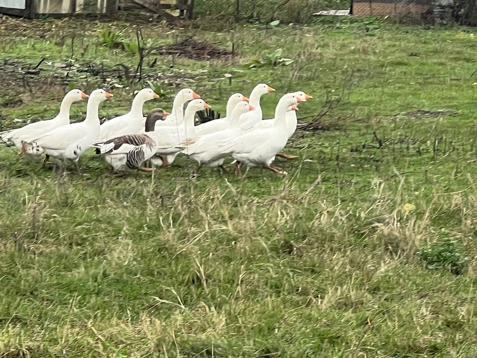 Vand gâște crescute bio