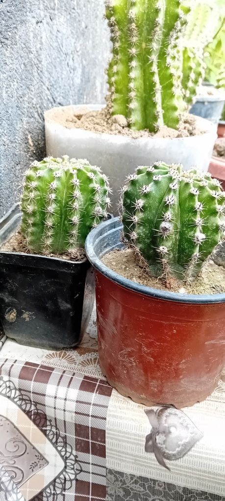 Vând cactus  de glastra