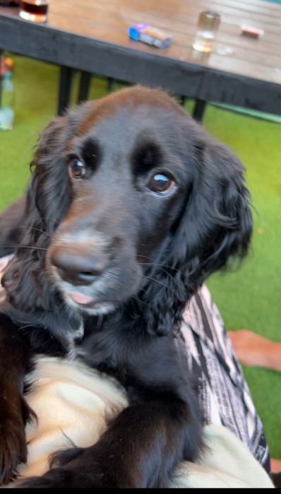 Пропала собака спаниель