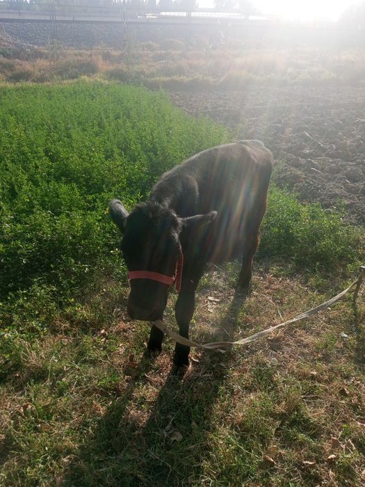 Яхши навосча сотилади арзон