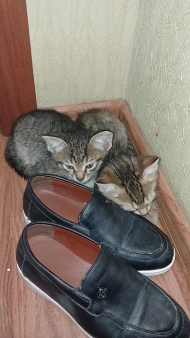Кошка очень красивая