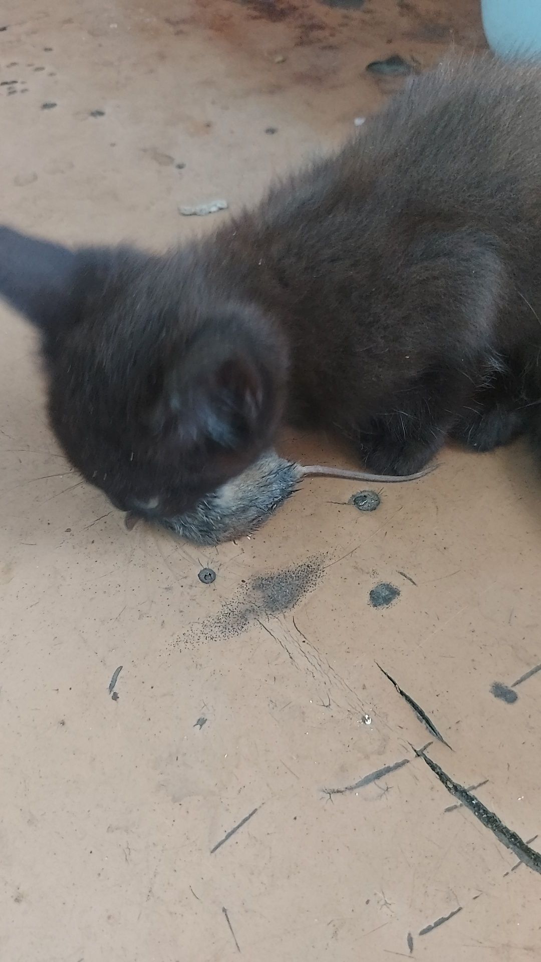 Котята. Отдам бесплатно