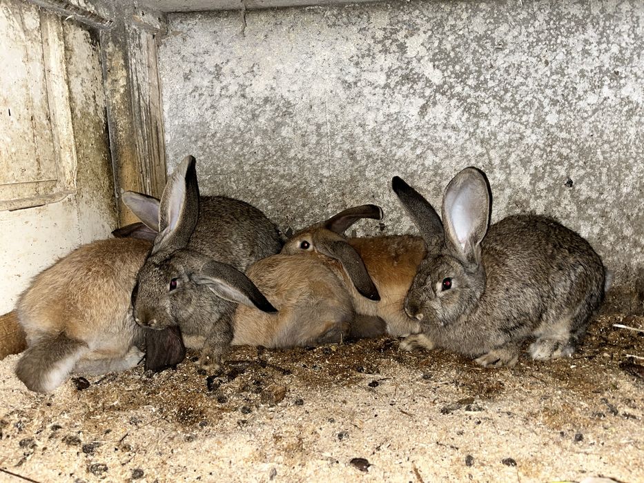 Iepuri Urias german berbec german