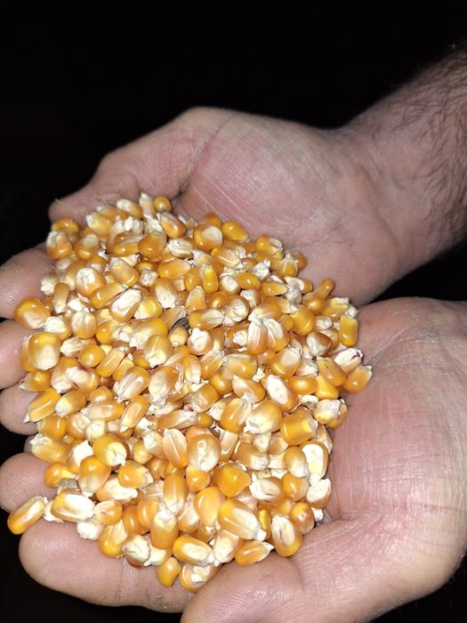 De vanzare  porumb
