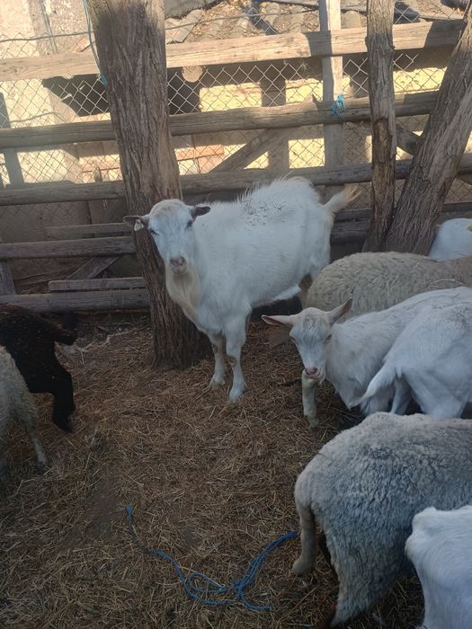 Țap în vârstă de 2,5 ani