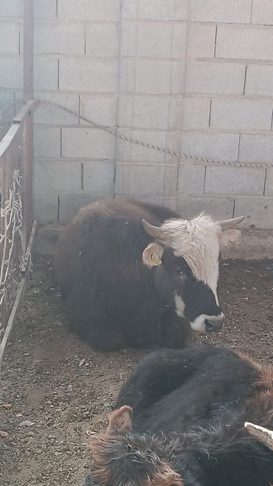 Сиыр бузаулы сиыр багаларын тана өгіз