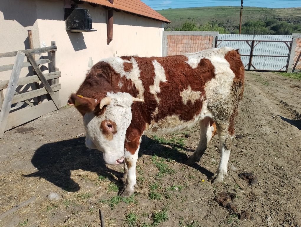 Vând juninca cu vitel