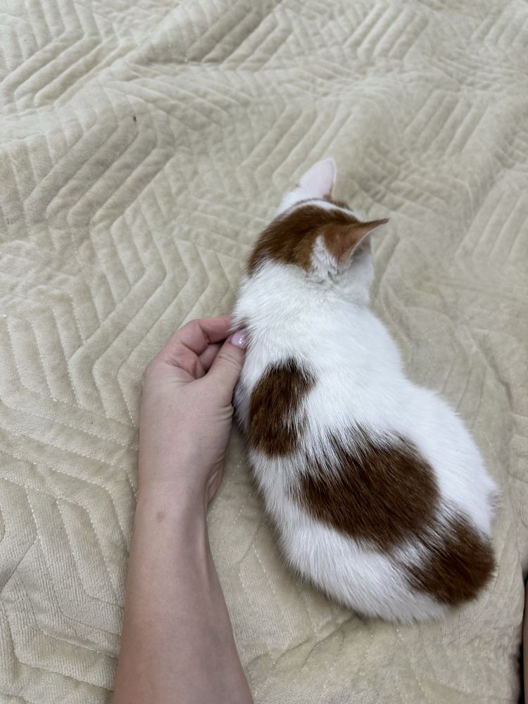 Ищет дом и любящую семью красивая рыже белый котик