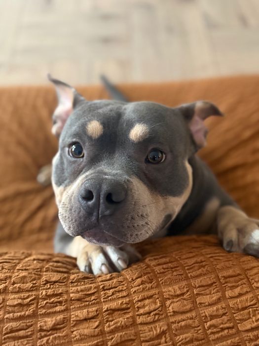 American bully pocket