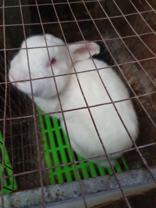 Кролики Белый Панон самцы