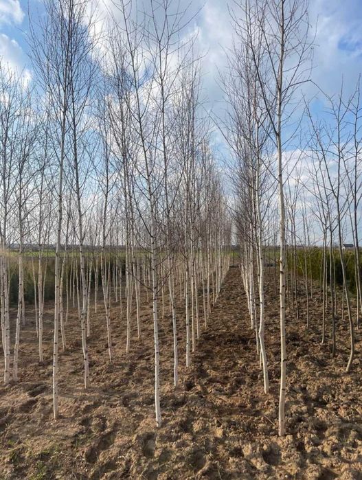 Plante din pepinieră proprie mesteacăn tei și platan