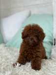 Микро Пудел (Micro / Teacup Poodle)