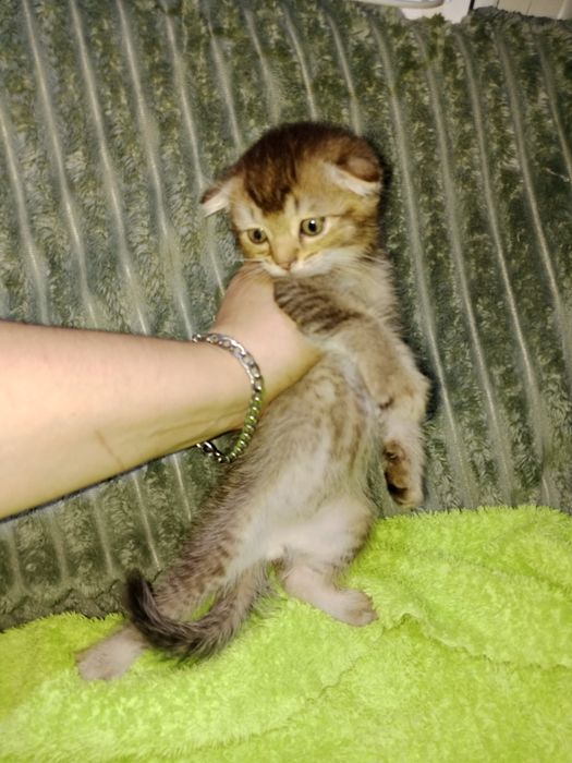 Шотландский котёнок 4 Мес мальчик